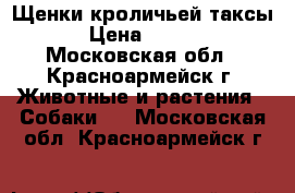 Щенки кроличьей таксы  › Цена ­ 5 000 - Московская обл., Красноармейск г. Животные и растения » Собаки   . Московская обл.,Красноармейск г.